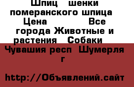 Шпиц - шенки померанского шпица › Цена ­ 20 000 - Все города Животные и растения » Собаки   . Чувашия респ.,Шумерля г.